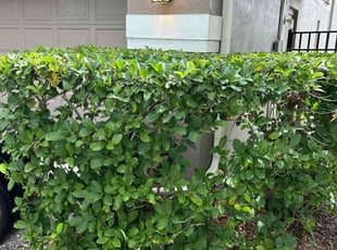 Bush Trimming by Charles Howard for Michael B. in Tampa, FL