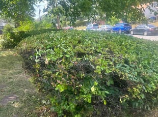 Bush Trimming by Caree Keith for Karen H. in Washington, DC