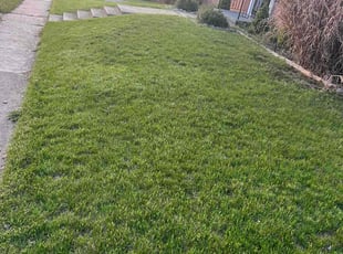 Pascal G.'s Lawn Mowing service result
