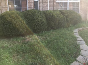 Bush Trimming by Chris Reist for Imani L. in Fort Worth, TX