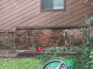 Bush Trimming by Alan Hollis for Caitlin M. in Tallahassee, FL