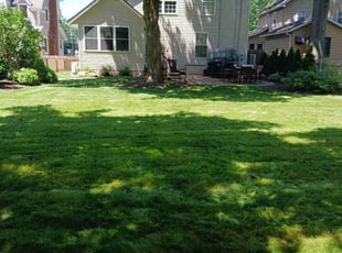 Tristan H.'s Lawn Mowing Service service result