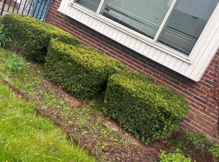 Bush Trimming by Errick Elias for Terrell R. in Buffalo, NY