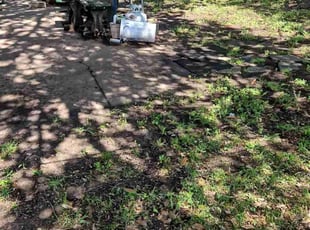 Weeding by Manuel Solis Soto for Lillie O. in Dallas, TX