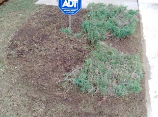 Weeding by Severa Rosie Lara for Laura F. in Euless, TX