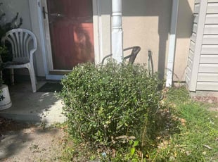 Bush Trimming by Valera Swearngin for Janice F. in Virginia Beach, VA