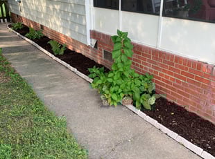 Landscaping by Matthew Rutledge for Katie C. in Mechanicsville, VA