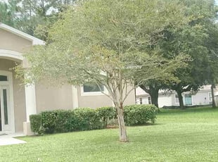 Bush Trimming by Miguel Rodriguez for Skyla S. in Palm Coast, FL
