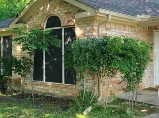 Bush Trimming by Jose Martinez for Rachel W. in Arlington, TX