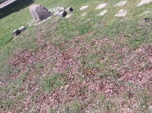 Weeding by Timothy Pannell for JK H. in Greensboro, NC
