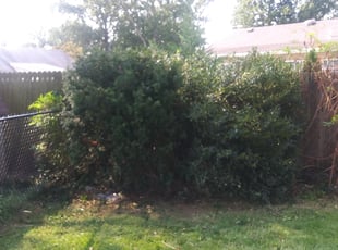 Bush Trimming by Alejandro Gamboa for Jessica S. in Oaklyn, NJ