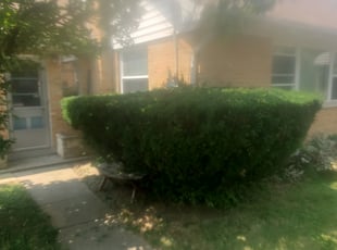 Bush Trimming by Stephen Sheldon for Karen S. in Cincinnati, OH