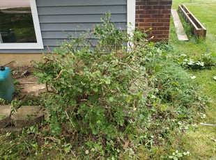 Bush Trimming by Christensen Ransom for Bree M. in Galloway, OH