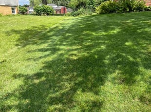 Alicia S.'s Yard Cutting service result