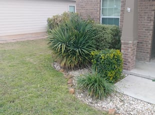 Bush Trimming by JackieAnn Talley for Harley F. in San Antonio, TX