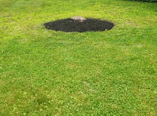 Mulching by Daniel Meehan for Robert H. in Baltimore, MD