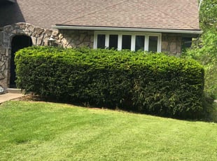 Bush Trimming by Brandon ABRAM for Brian C. in Raytown, MO