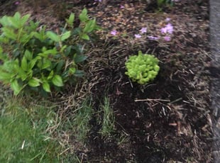 Landscaping by Courtney Roberts for Allen P. in Bonney Lake, WA