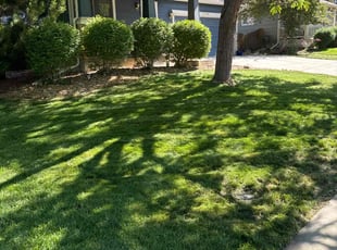Sandra D.'s Lawn Service service result