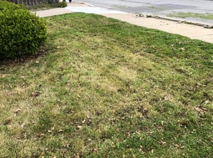 Leaf Removal by Oren Lee for Jazmine B. in Kansas City, MO