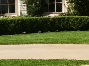 Bush Trimming by Stephen Fournier for Laura M. in Dallas, TX
