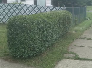 Bush Trimming by Jandre Kellum for Annie B. in Allentown, PA