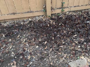 Leaf Removal by Guillermo Domenech for Matthew F. in Roswell, GA