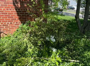 Bush Trimming by Alesandre Duarte for Bonnie B. in Fairfax, VA