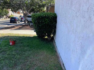 Bush Trimming by Keith Dalke for AUGUSTA B. in San Diego, CA