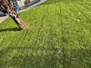 Veronica B.'s Yard Cutting service result