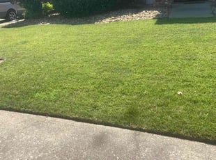 Tamara F.'s Lawn Care service result