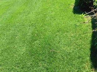 Eugene C.'s Lawn Service service result