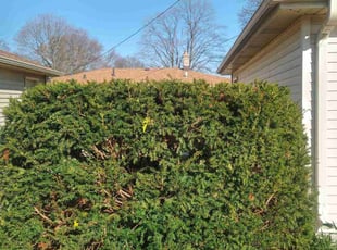 Bush Trimming by Joe Schmidt for Krista B. in Milwaukee, WI
