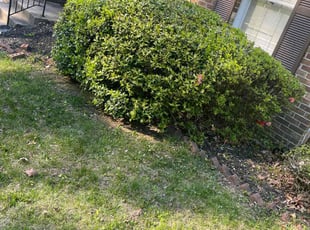 Dieudonne A.'s Bush Trimming service result