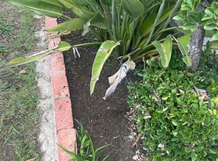 Weeding by Juan Martinez for Genevieve J. in Stockton, CA