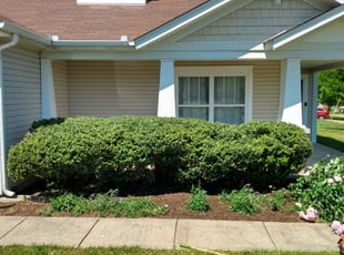 Bush Trimming by Mathieu Philippe for Molly H. in Nashville, TN