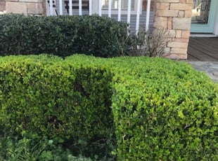 Bush Trimming by Kimberly Gonzales-Franco for Melanie T. in Houston, TX