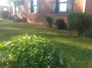 Bush Trimming by Adams Paiz for Diane W. in Charlotte, NC