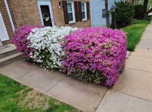 Bush Trimming by Edwin Villagran for Brigit S. in Rockville, MD