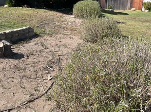 Sonja N.'s Bush Trimming service result