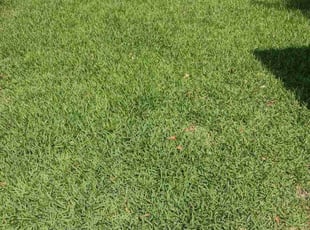 Cheryl H.'s Lawn Service service result