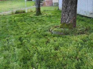 Crystal K.'s Lawn Mowing service result