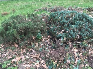 Cleanups by Brian Cook for Christy H. in St. Louis, MO