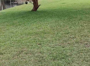 Paul D.'s Lawn Care service result