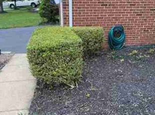 Bush Trimming by James Crabtree for Chris D. in Leesburg, VA