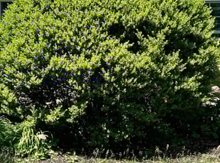 Bush Trimming by Michael Snock for Alan c. in Merion Station, PA