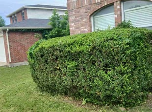 Bush Trimming by Jesus Valencia for Mark R. in McKinney, TX