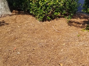 Bush Trimming by John Williams for Yolanda T. in Charlotte, NC
