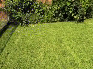 Franco F.'s Lawn Mowing service result
