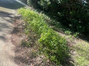 Bush Trimming by Hanif Ibn King for Raj K. in Lakeland, FL